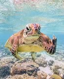Turtle Attitude